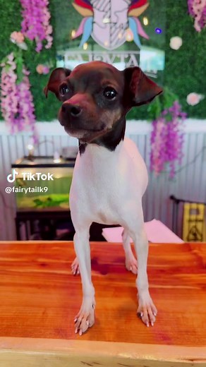 Cute Terriers Video: A Day in the Life of Japanese Terrier