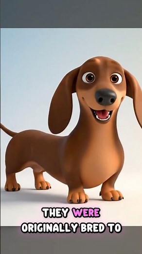 Risk! Dachshunds Have Such Long Backs🐶 #dachshund