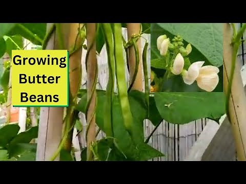 Growing Butter Beans