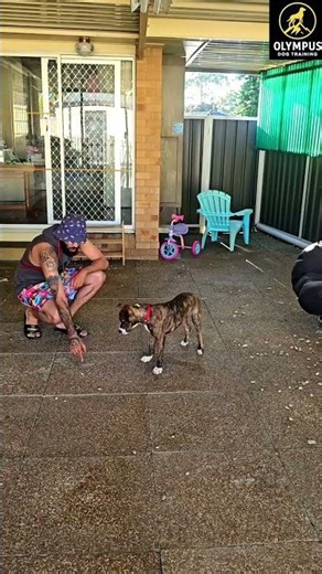 Calm Mind, Powerful Drive | Amstaff Puppy Impulse Control Training 🐾