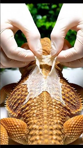 “Wait… Is This SUPPOSED to Peel Off?! 😳🦎 I Was NOT Ready…”