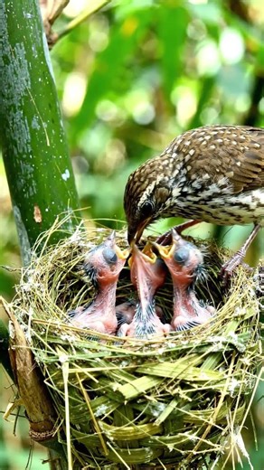 🔥 Chakewa Bird’s Nest in a Tree | Beautiful Chirping Sounds 🎶#Chakewa #BirdNest#BirdChirping#nature