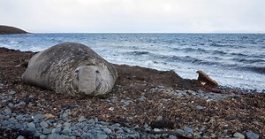 Nature: Elephant seals