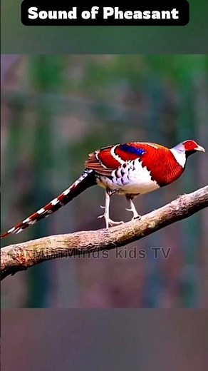 🔊 Pheasant Sound for Kids | Real Bird Sound | MiniMinds Kids TV | #shorts