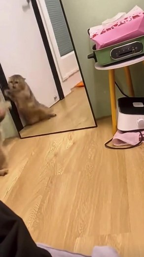 When the cat sees itself in the mirror#catsoftiktok #catvideo #fyp #cat #funnycat #cute