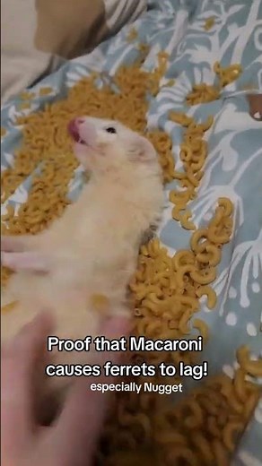 Macaroni Causes Ferret Lag