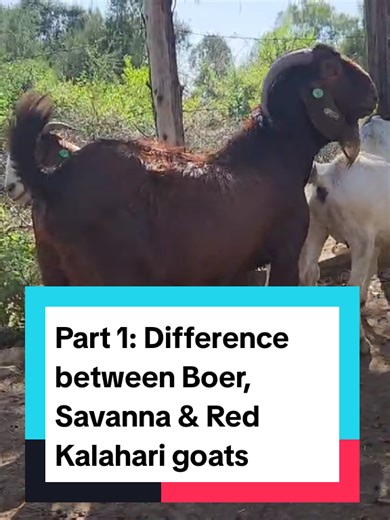 Part 1: Masterclass sobre Genética de Cabras