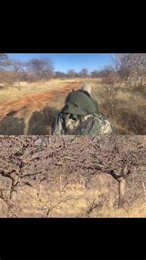 #impala #longshot #hunting #SAMA28 #southafrica #foryou #fyp #fypシ #america #foryourpage #foryoupage #trophyhunt #beautiful at 300’m