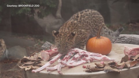 Brookfield Zoo animals dig into an early Thanksgiving feast
