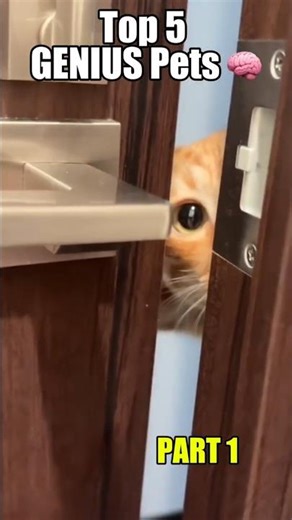 Top 5 SMARTEST Pets Part 1 - Cats