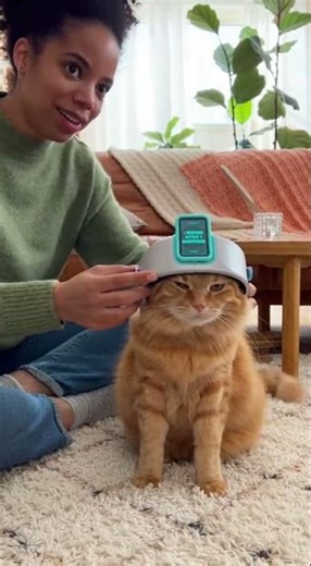 Pet-Translator Glitches… Cat Demands ‘Access to the Mainframe’!