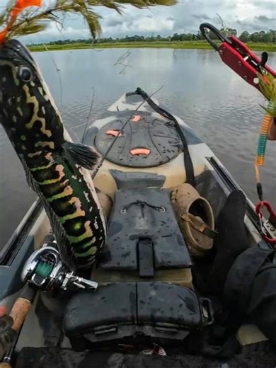 ชะโดโดดเรือคายัค!! รอดปาฏิหาริย์? #kayakfishing #fishing #adventure #funnyvideo