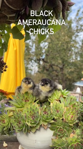 Black Ermine Ameraucana chicks 🐥. Too much cuteness! #pnw #whatcomcounty #babychicks #farmlife #whatcomfarms | Flower Feather Farm: chicks & dahlias