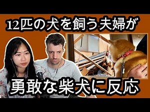 【海外の反応】最大震度7の激震で地面に打ち付けられ、ブルブル震えながらただただ必死に耐える柴犬。被災5日目。全壊し変わり果てた自宅を見て衝撃のあまり足がブルブル震える柴犬