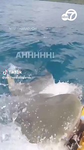 10K views · 112 reactions | A fisherman a mile offshore of Kualoa, Hawaii had a close encounter with a tiger shark that rammed into his kayak. Video shows the chaotic moment when the man kicked the sea creature away after it aggressively bumped into his boat. https://abc7ne.ws/3MsFTsA | ABC7 News | Facebook