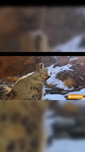 The Smell That Brings Snow Leopards Together #wildlife #mating #shorts