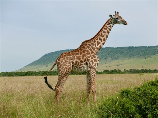 The science behind giraffe spots and why they matter