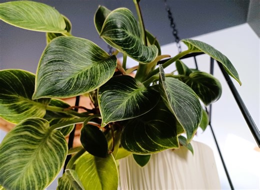 Filodendron Birkin to gwiazda wśród domowych roślin. Jego liście zaskoczą cię, bo zmienią kolor