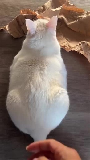 Interesting facts about Turkish Angora Cats (Domestic Cats): Follow @sound_of_cappiness 🥰 Link in bio 🪀 Ancient breed: Turkish Angoras are one of the oldest natural cat breeds, originating from the mountainous regions of Turkey. Silky, soft coat: Known for their luxurious, single-layer coat that is long, silky, and doesn’t mat easily. Graceful build: They have a slender, elegant body with long legs, a fine bone structure, and a fluffy, plumed tail. Distinctive eyes: Turkish Angoras often have 