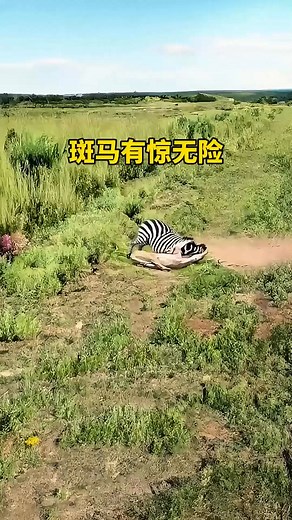 Zebra escapes from lion by luck Animal funny video Zebra Lion Animal world highlights - #ad #animals #asmr | FuniKan | Facebook