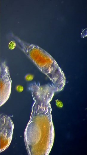 Rush hour in the microworld 🔬 #science #biology #microscopy