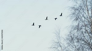 Flock of Geese Flying in Formation. Slow Motion. Birds Geese Flying in Formation, Blue Sky Background. Migrating Greater Birds Flying in Formation. Migration, Resettlement. Tracking View of Nature.