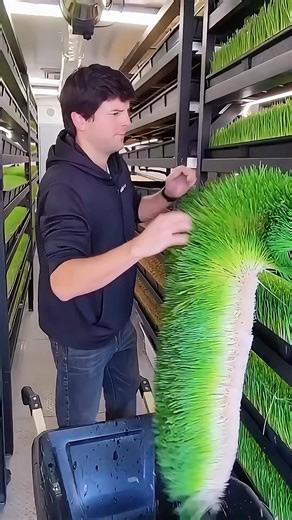 This grass grows in 7 days and is revolutionizing animal feed.