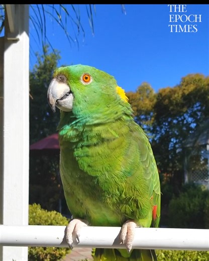 Such a cute and clever parrot 🦜🦜.Love it. 🥰 Credit: Jukin Media | Bright