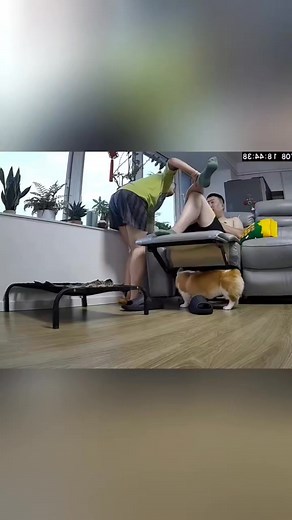 124K views · 1.3K reactions | Dogs unlucky moments under surveillance #pet #dog #dogsoftiktok #PetsOfTikTok #funnydogs #dogtok #animals #foryou #doglife #funny #dogs | Awesome Animals | Facebook