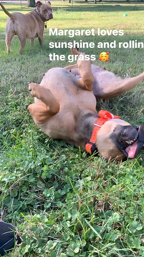 2.5K views · 92 reactions | Cuyahoga County Animal Shelter on Reels | Facebook