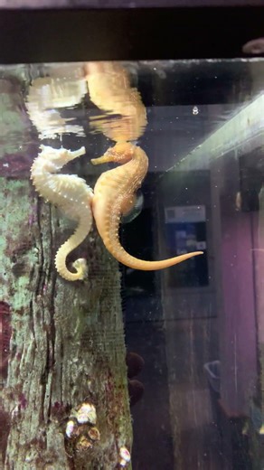 Seahorse Courtship