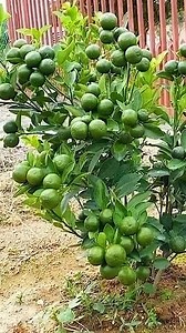 3.1M views · 38K reactions | Easy ideas in marcotting lemon #plantingtips #lemon #gardening #farm #farming #garden #lemontree Cropp Crop farming south africa | Violita Padayon | Facebook