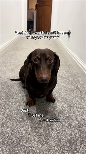 Wow what a year it’s been for Dougie Doug’s 🤯 from climbing the 5 tallest mountains in England to raise money for IVDD, to growing his social pages, making his own income to spend whilst helping other dogs in need and lots of new adventures along the way 🐾 I am so proud of him & we’re so excited for 2026, thank you and stay tuned 🙏🏼 #fy #dachshund #pet #dachshundsoftiktok #sausagedog