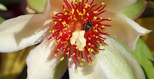 Tudo Sobre o Ora-pro-nóbis: Características e Nome Científico – Mundo Ecologia