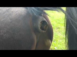 Horse poops 💩🤣 6