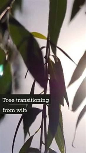 Camera Insurance Capture Safely