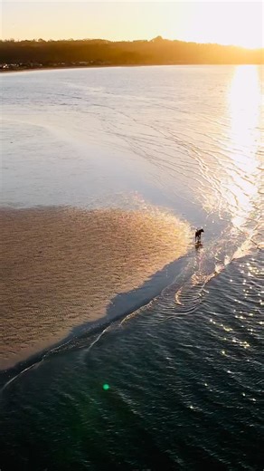 Mabel on the loose. Mabel was infuriating her owner by swimming out to sea and generally having a majestical dog run on the beach . Brilliant dinner entertainment . | Sue Oxley