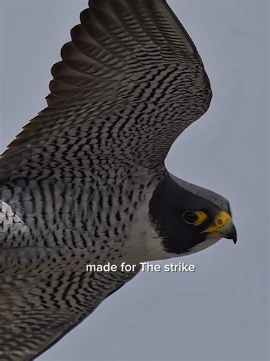 The Fascinating Speed of Falcons in the Animal World