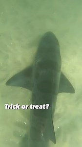 Here’s a spooky Halloween fact for you 👻 Did you know we have sharks in Laguna Beach?! 🦈 Leopard Sharks are cute harmless sharks that live right off our beaches! If you’re ever lucky enough to see one, give it a wave as it passes by 👋🏼 #lagunabeach #lagunabeachcommunity #visitlaguna #leopardshark #spookyfacts #socalliving #marinebiologyshots #tidepools #sharksarefriends #ktla5news #ocmoms #stemeducationforkids | Laguna Ocean Foundation