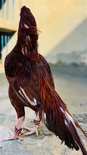 #aseel murga fight #1000subs