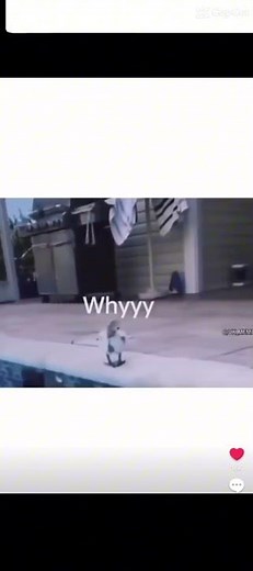 Flotation device 😛 #memes #yesthisisatemplatenowshutup #capcut #funny #birb