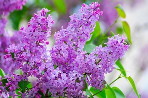 Grow Common Lilacs In Colorado This Way And Have A Dazzling Flower Display