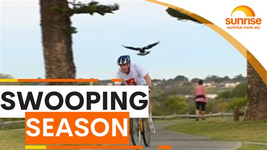 6.8K views · 56 reactions | MAGPIE SWOOPING SEASON IS BACK 襁 The top tips to avoid being swooped this spring. WATCH SUNRISE FOR MORE | @7plus ☀️ | Sunrise | Facebook