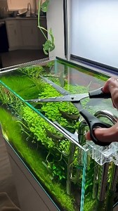 Trimming long grass #aquascape #aquarium #plant #hobby | Adi nugrha