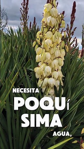 La planta que SOBREvive a TODO 😳🌿 (Yuca)