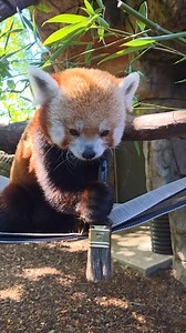 A young Khumbie Picasso in the making 🎨🖌️ Khumbie is learning how to paint! Using positive reinforcement, his animal care specialist trains him with simple commands like “grab” to hold the brush and “drop” to release it—rewarding each success with a tasty apple😊 | Philadelphia Zoo