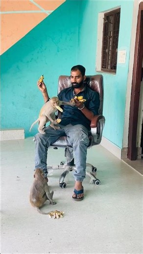 Feeding bananas to monkeys awesome funny video 😂🍌🐒 #funniestmoments #animallife #funny