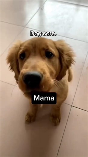 Funny and cute dog compilation #dog #funnydog #core #american