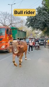 Bull Riding Funny Video #bull #ride #funny #viral #trending #foryou #fyp #viralreels #trendingreels #foryoupage #viralreelsシ #fypシ #bullride #fypシ゚viral | Aamer Habib Journalist