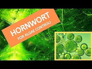 Algae Control Hack, a Benefit of Having Hornwort (Fast growing plant) in Your Aquarium